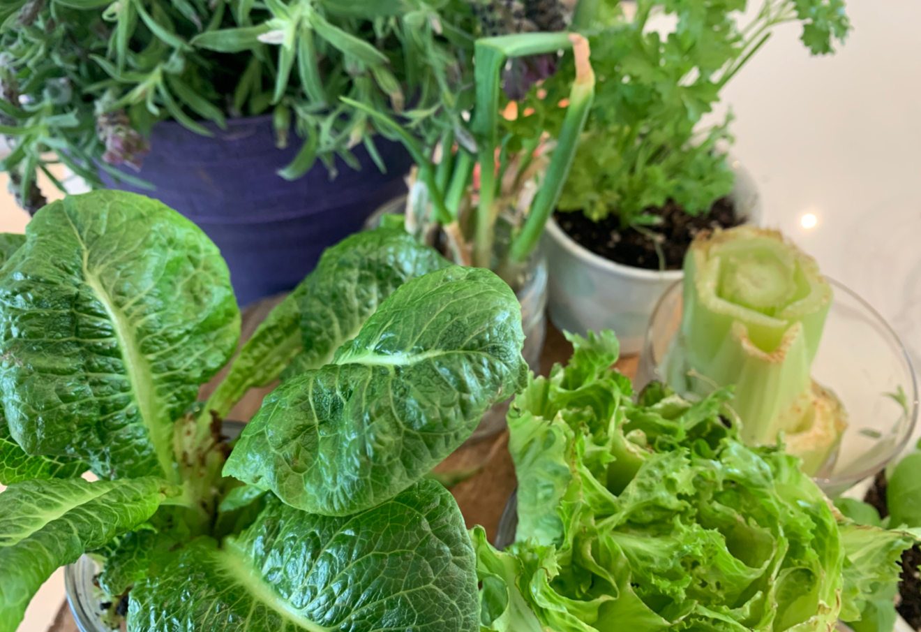 Sustainable Gardening Tips