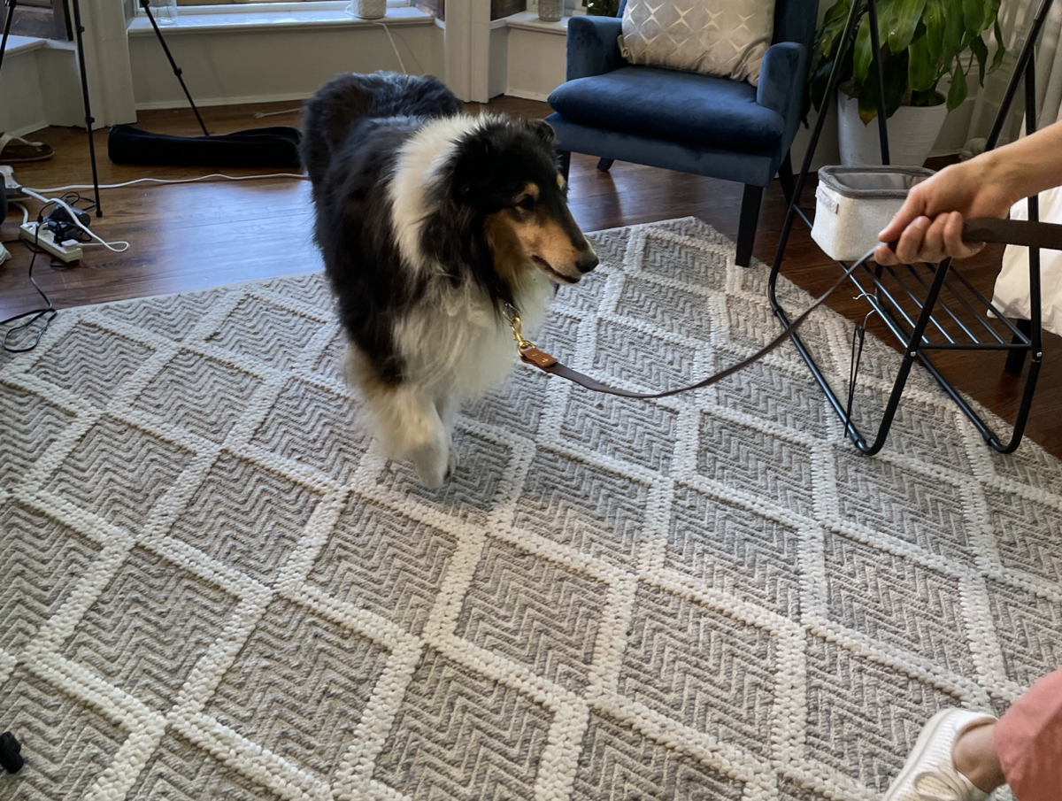 Tips for Sustainable Pets