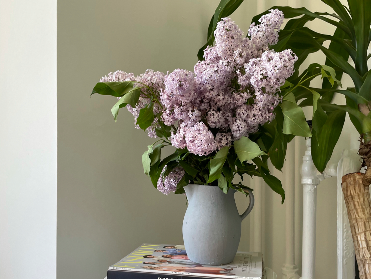 Keep your Lilacs Fresh for longer